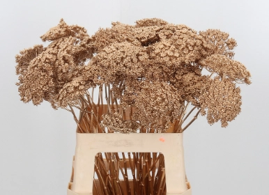 Ammi dyed antiqu gold