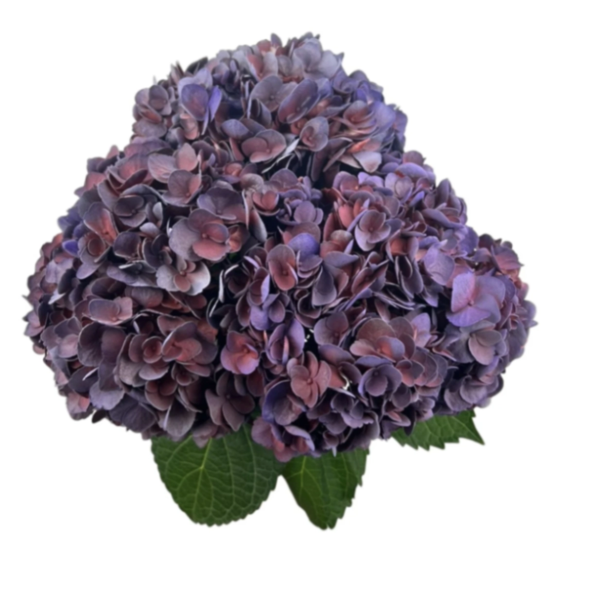 Hydrangea jumbo aubergine | Wholesale flowers, plants and supplies Hydrangea jumbo aubergine