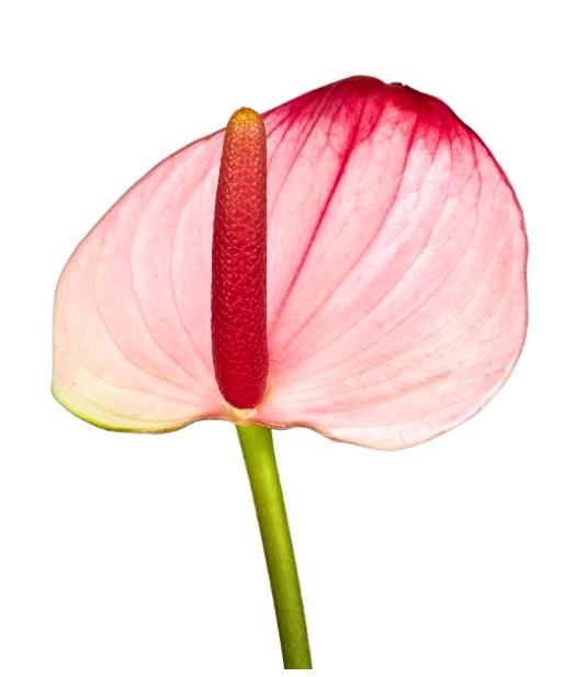 Anthurium red lips