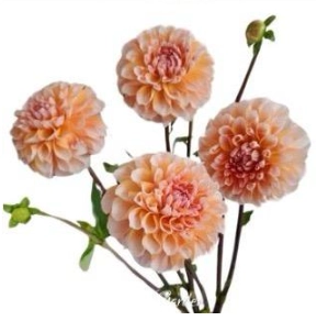 Dahlia orange summer