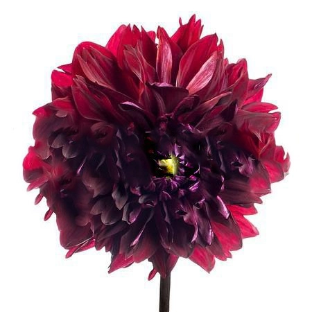 Dahlia chocolate