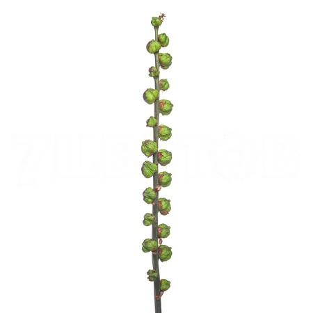 Crocosmia bes van babylon | Wholesale flowers, plants and supplies Crocosmia bes van babylon