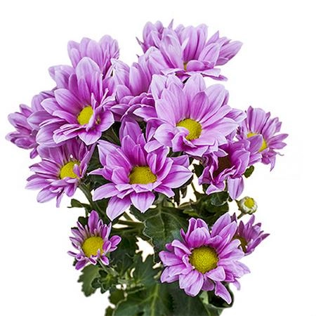 Chrysanthemum spray rihanna