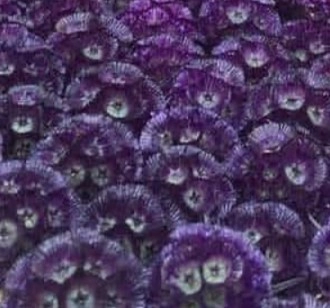 Scabiosa tinted purple