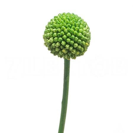 Craspedia tinted green