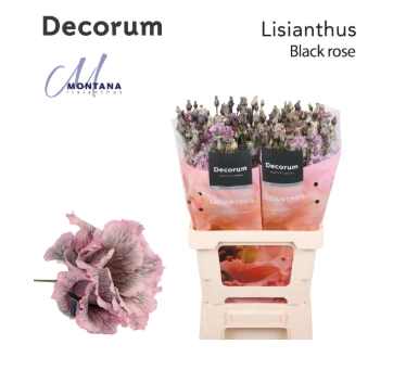 Eustoma double alissa black pink