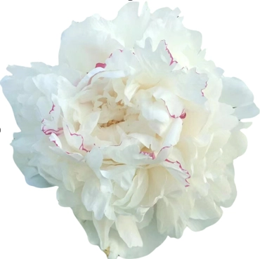 Paeonia white festival maxima