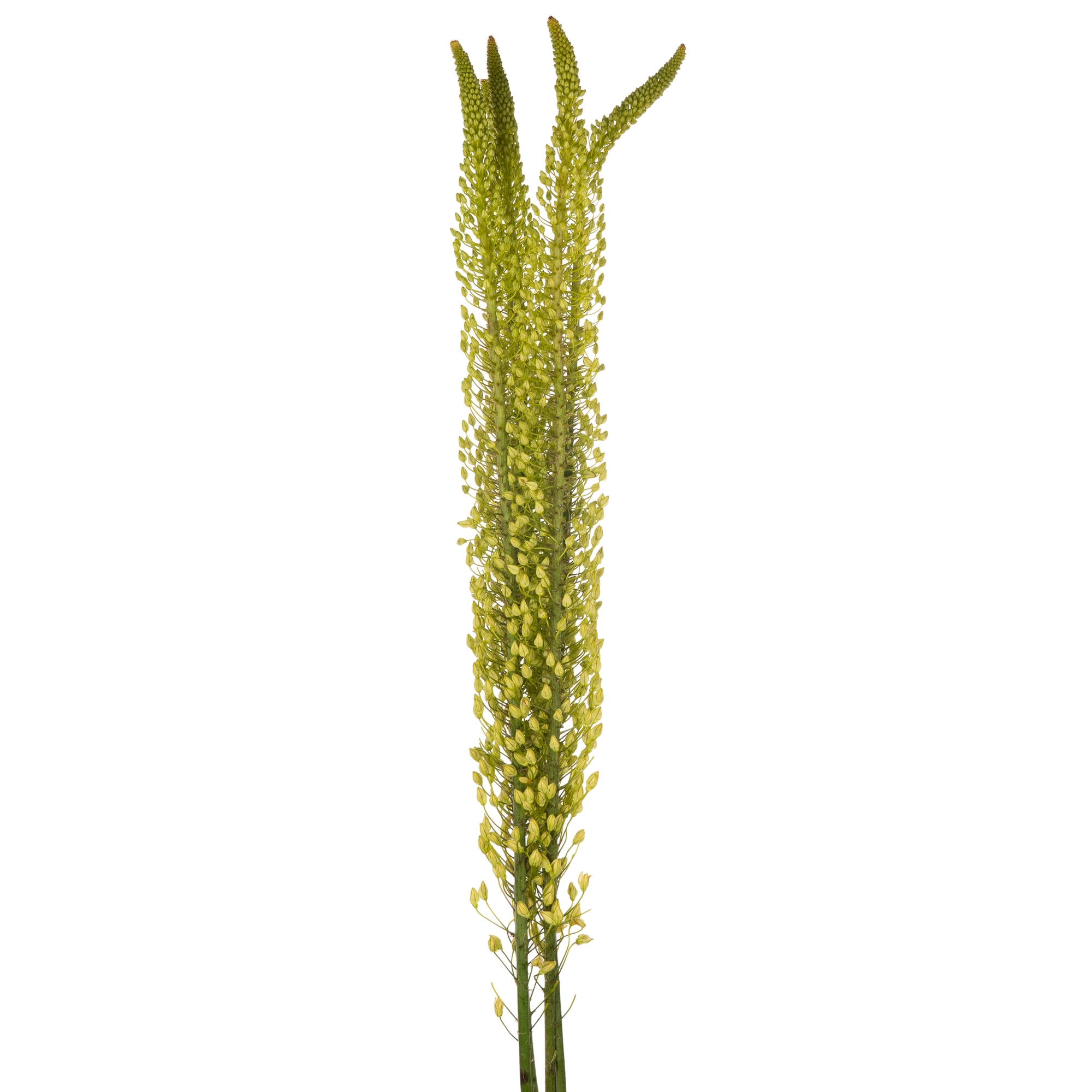 Eremurus shelford yellow sun