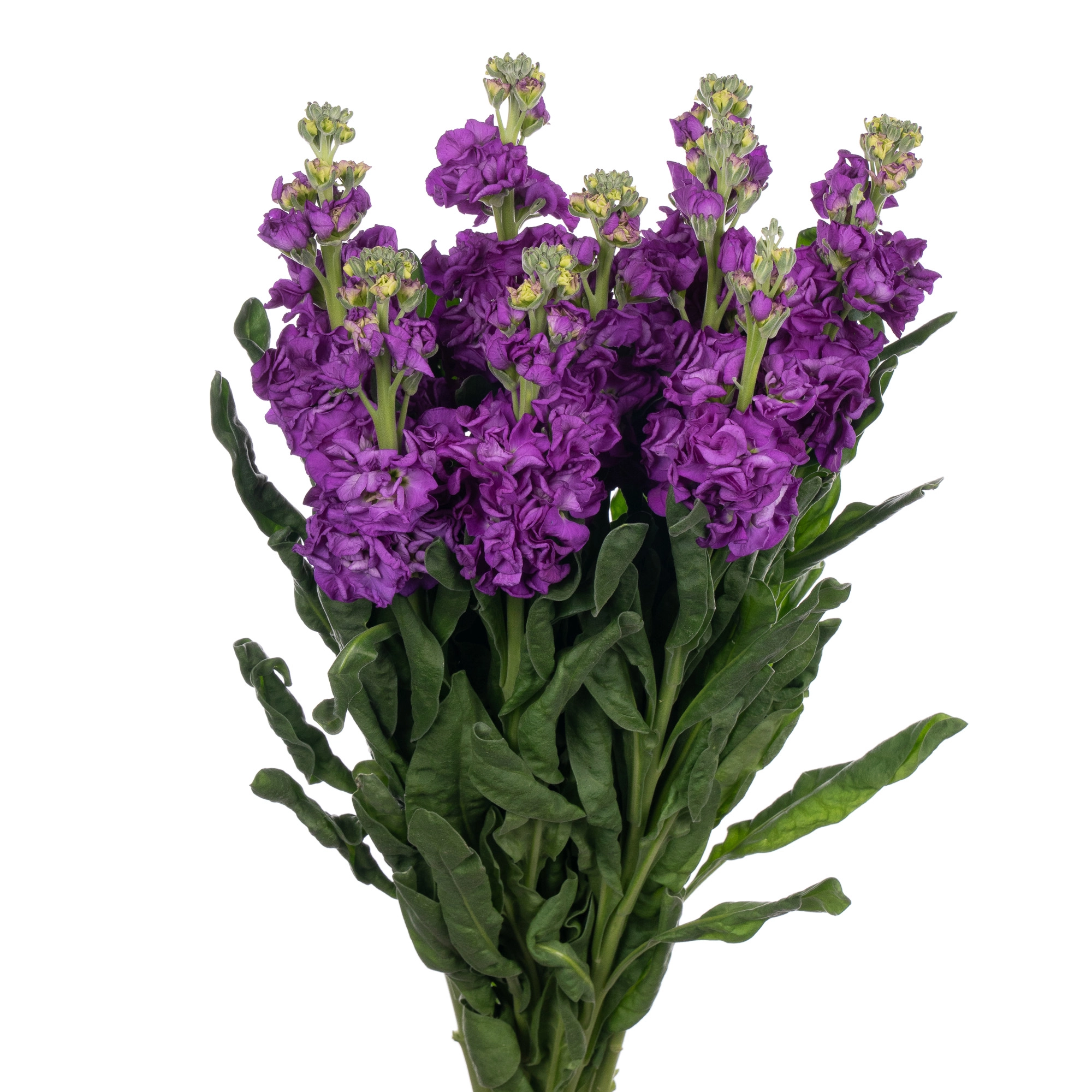 Matthiola purple