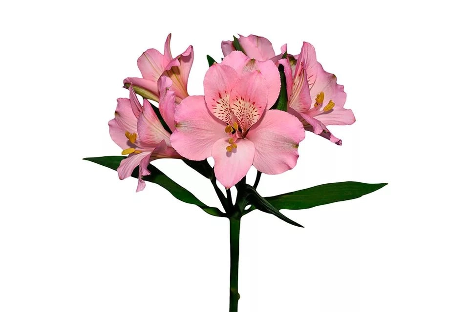 Alstroemeria primadonna | Wholesale flowers, plants and supplies Alstroemeria primadonna