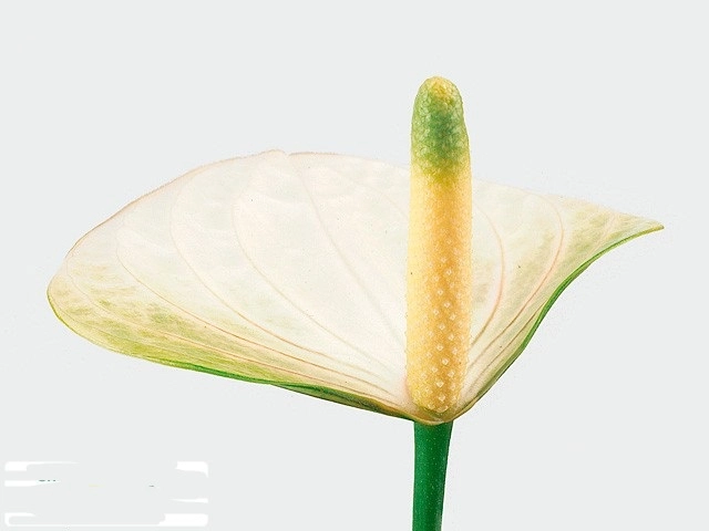 Anthurium whisper