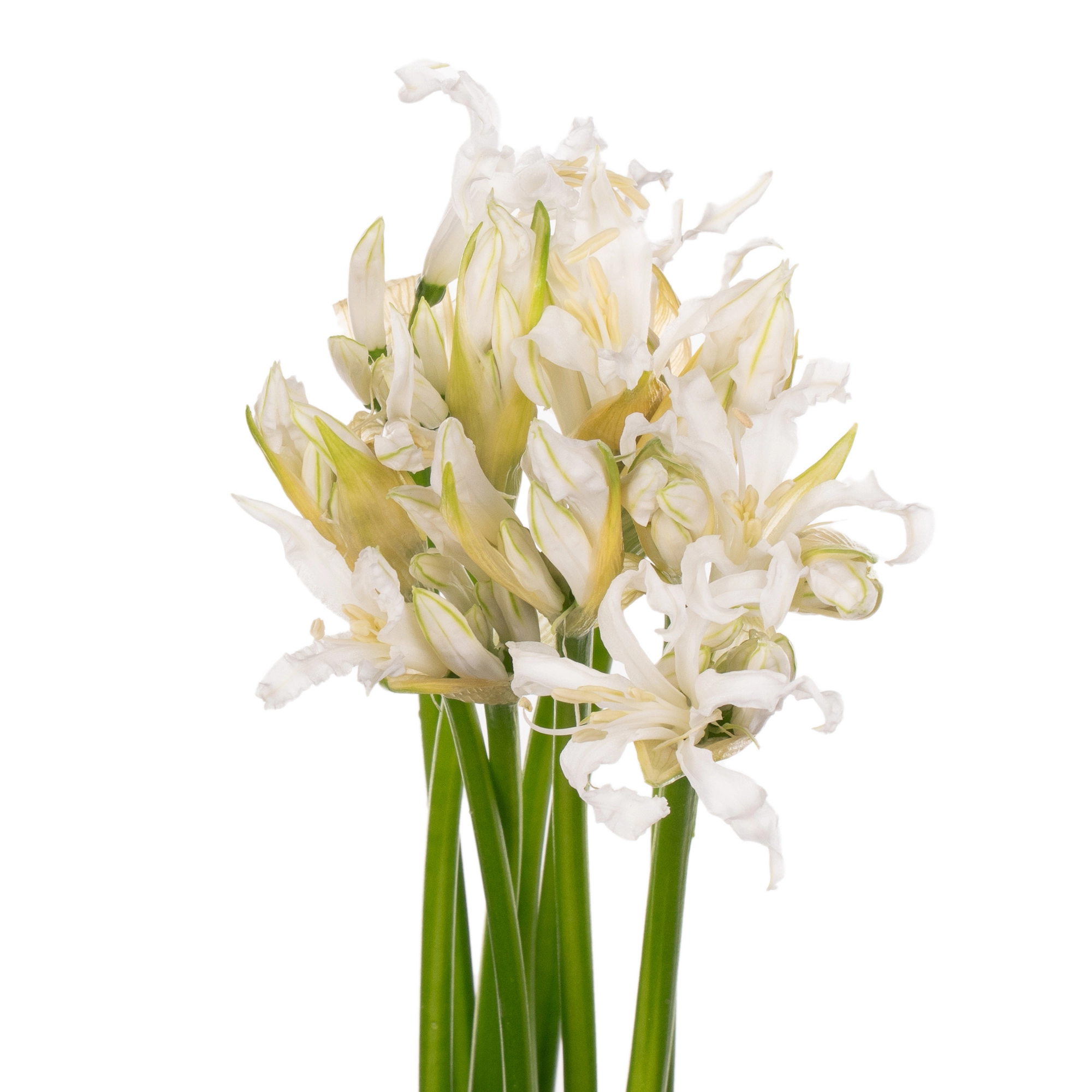 Nerine bianca perla