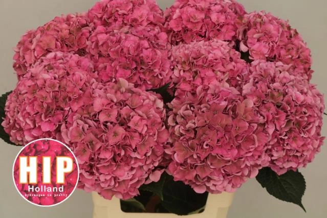 Hydrangea rodeo classic pink