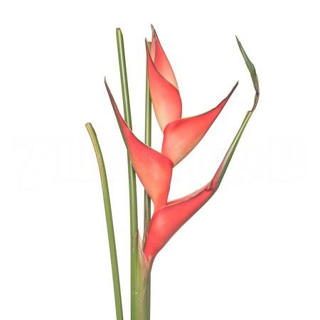 Heliconia tropical