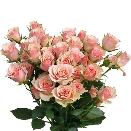 Rose spray ilse