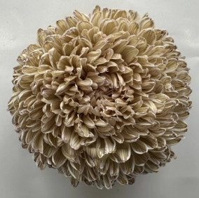 Chrysanthemum tinted pale olive drab