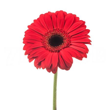 Gerbera blinddate