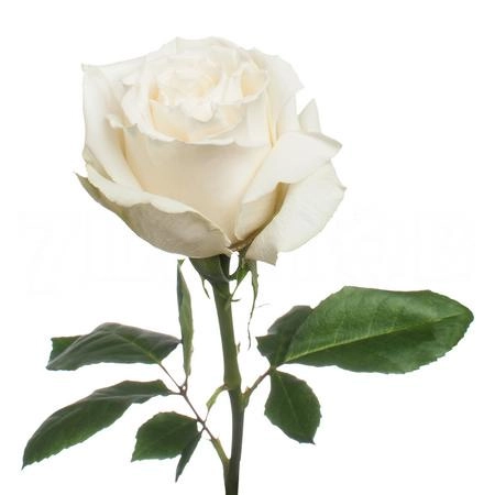 Rose playa blanca | Wholesale flowers, plants and supplies Rose playa blanca