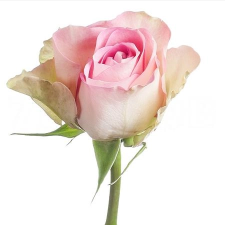 Rose de ruiters lovely jewel