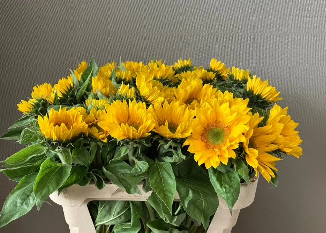 Helianthus vincents fresh | Wholesale flowers, plants and supplies Helianthus vincents fresh