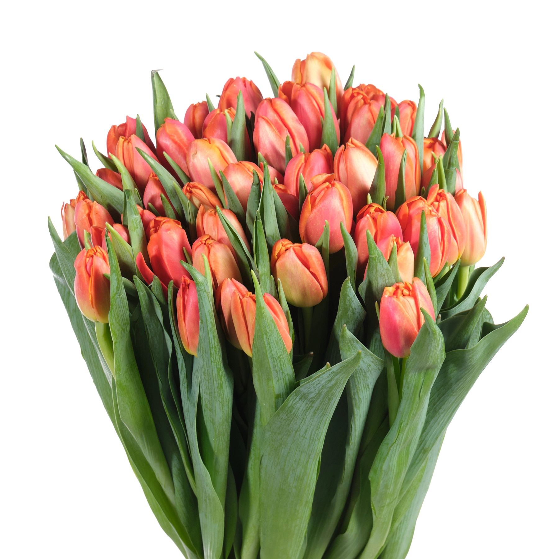 Tulip double icoon