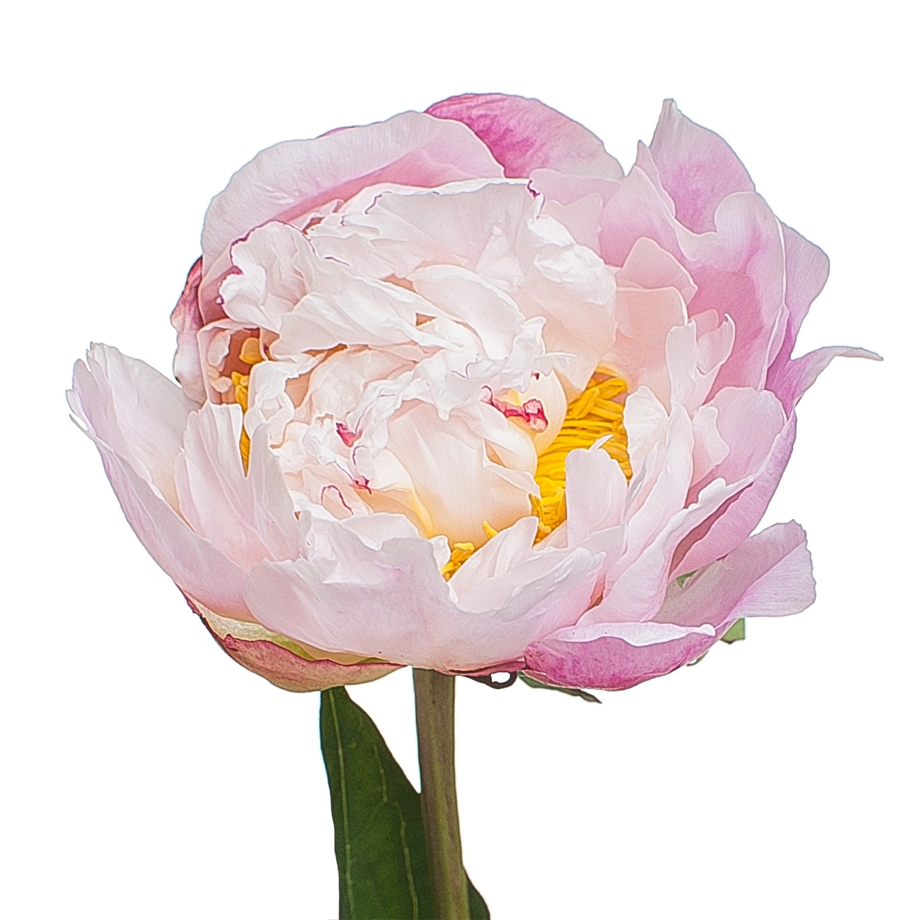 Paeonia catharina fontijn