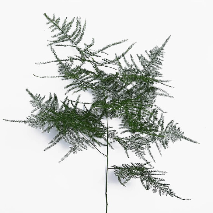 Blad Asparagus plumosus long