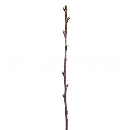 Branch Prunus Sakura flowering pink