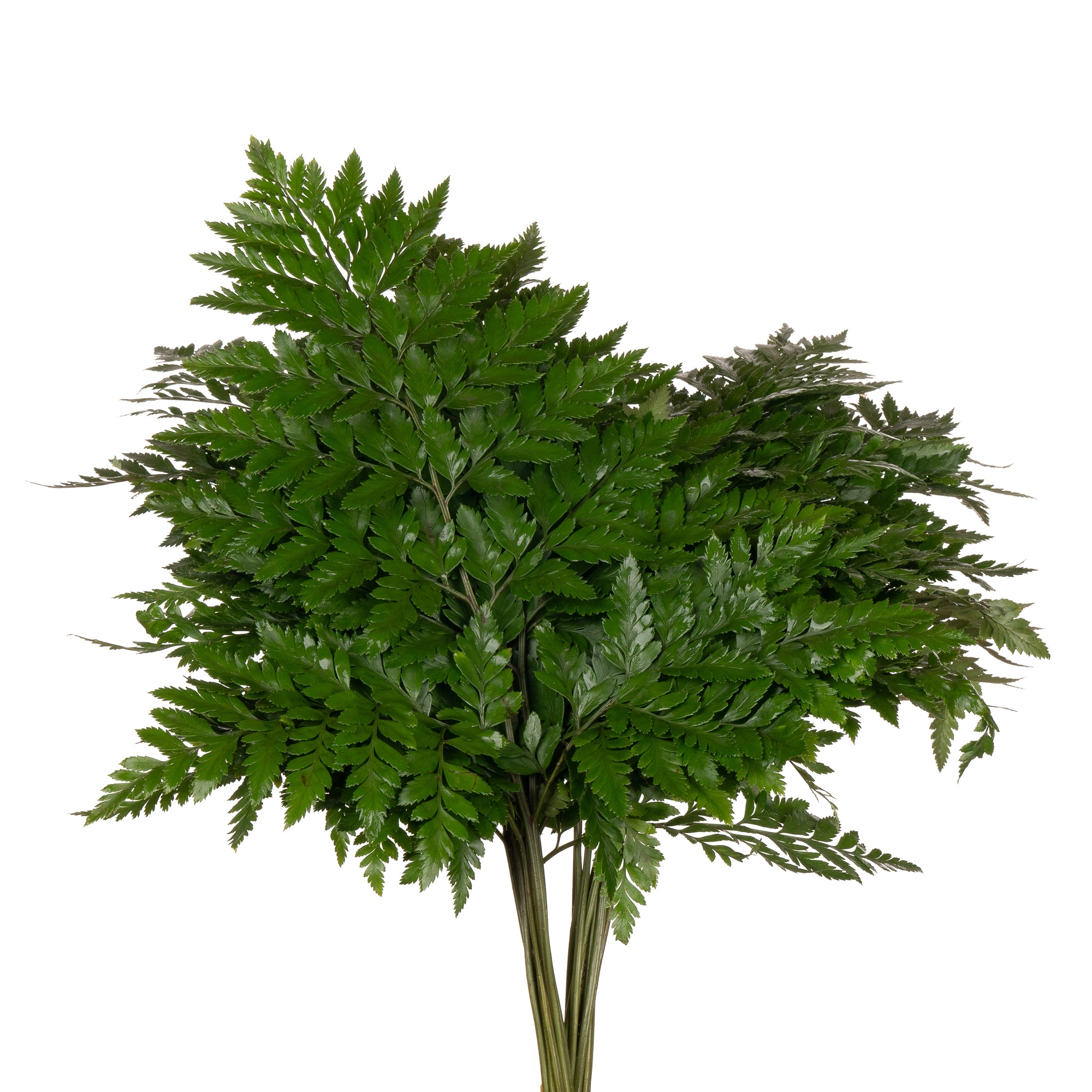 Blad Ledervaren | Wholesale flowers, plants and supplies Blad Ledervaren