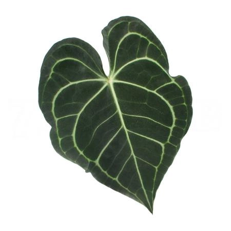 Blad Anthurium clarinervium | Wholesale flowers, plants and supplies Blad Anthurium clarinervium