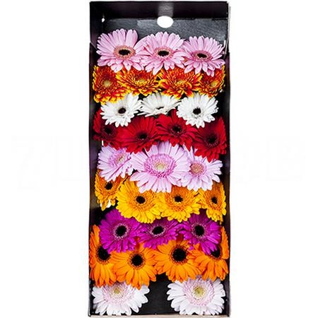 Gerbera mini mix