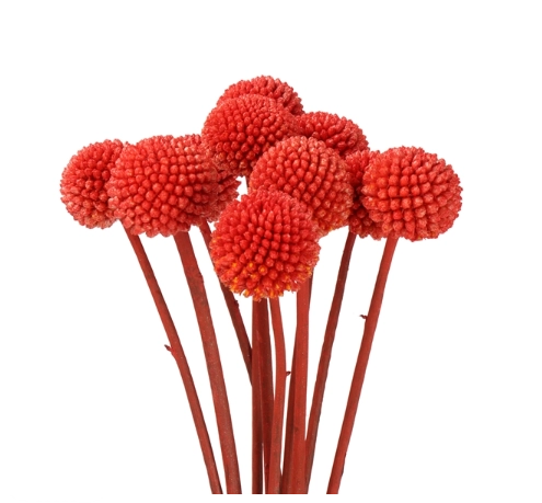 Craspedia red | Wholesale flowers, plants and supplies Craspedia red