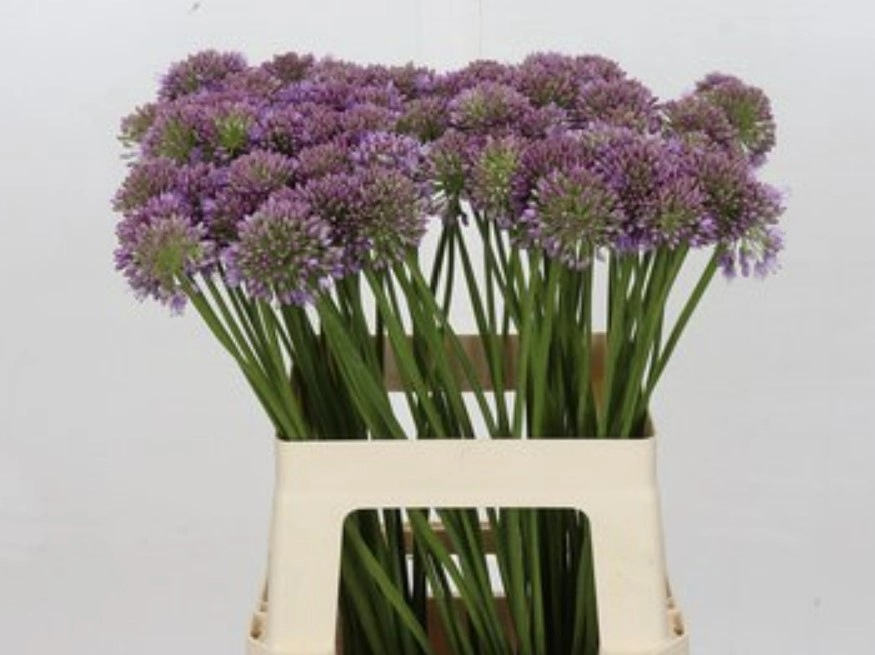 Allium big