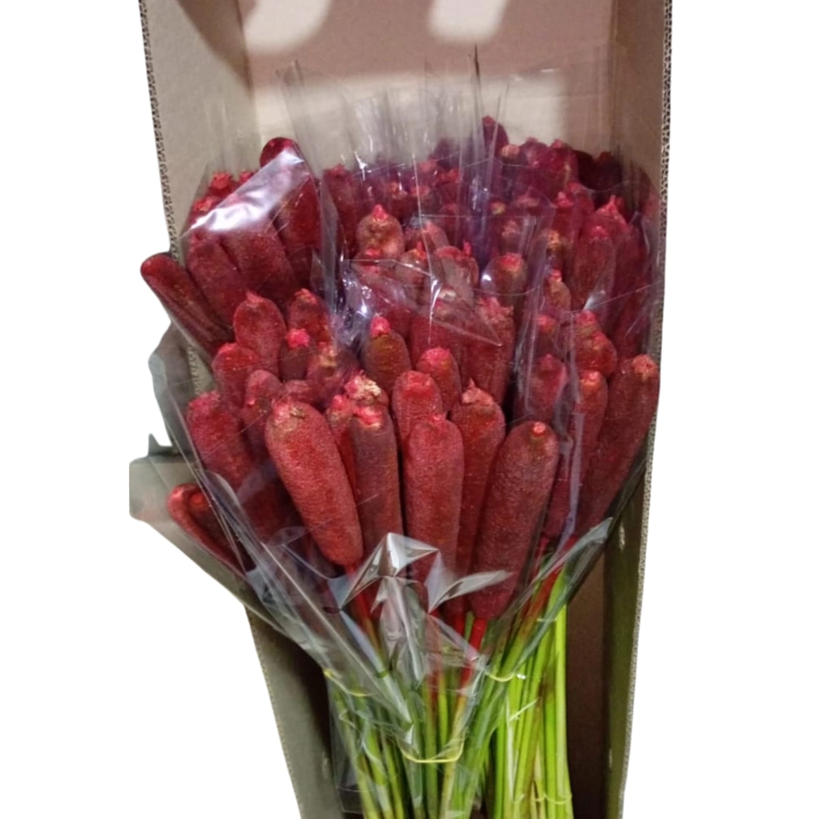 Scirpus bullrush red