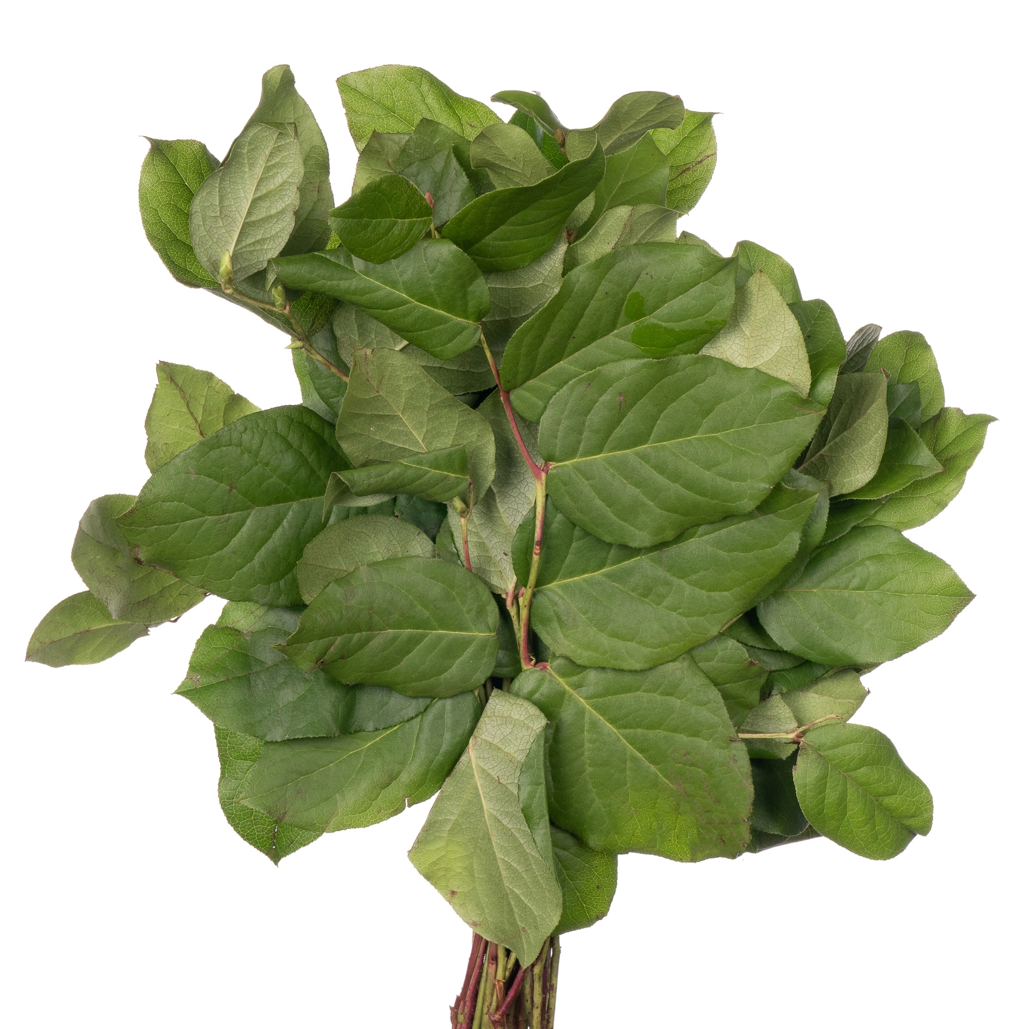Blad Salal tips | Wholesale flowers, plants and supplies Blad Salal tips