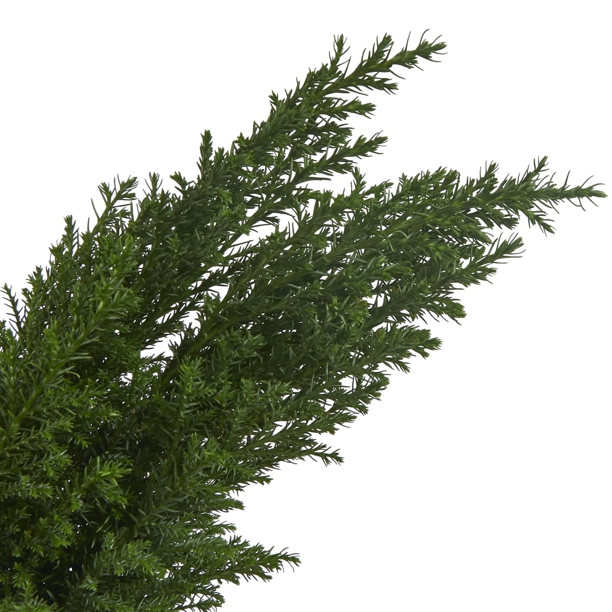 Branch Thuja ellwoodii