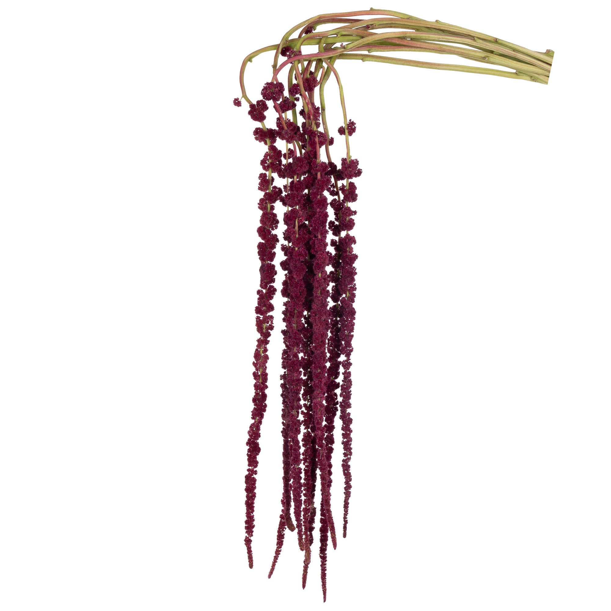 Amaranthus rood hang