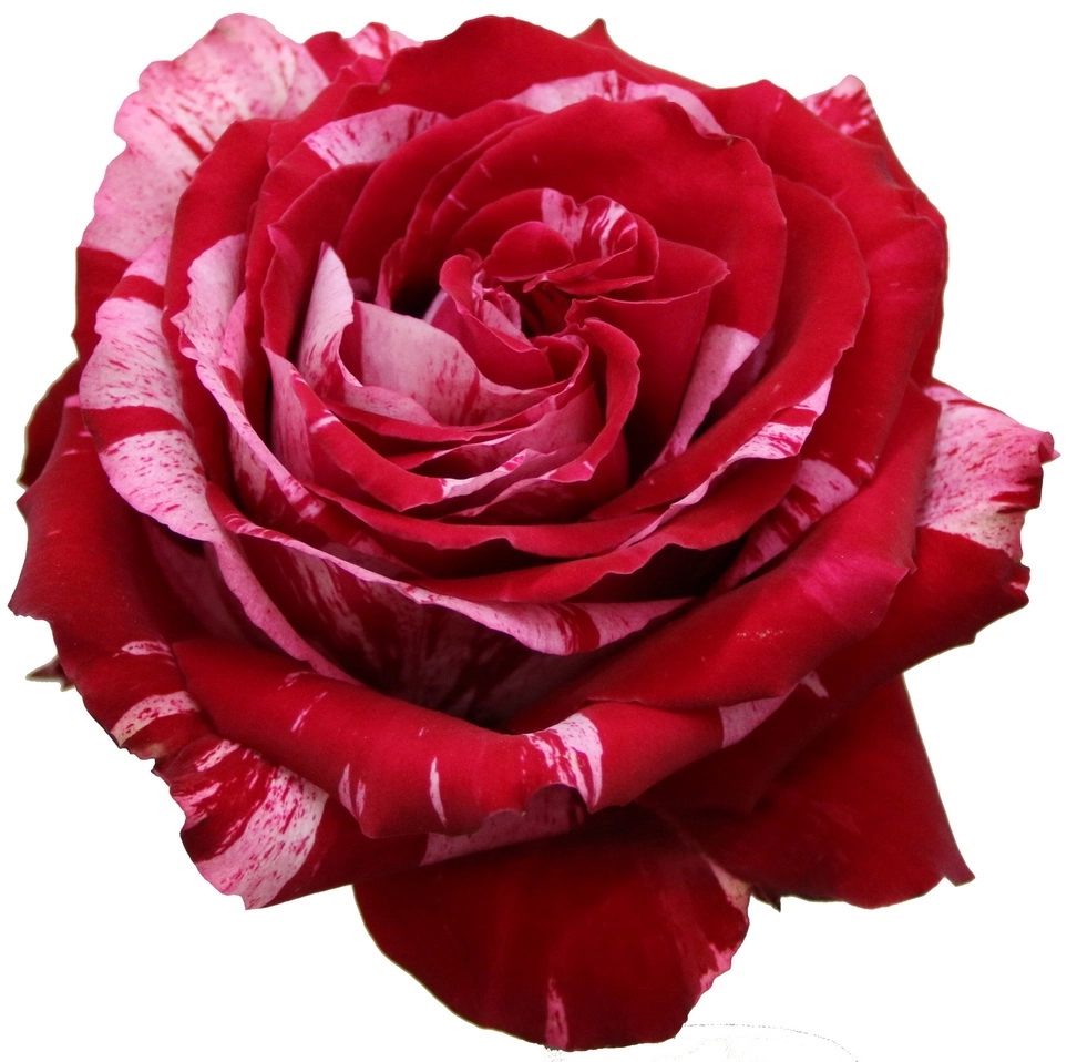 Rose frou frou | Wholesale flowers, plants and supplies Rose frou frou