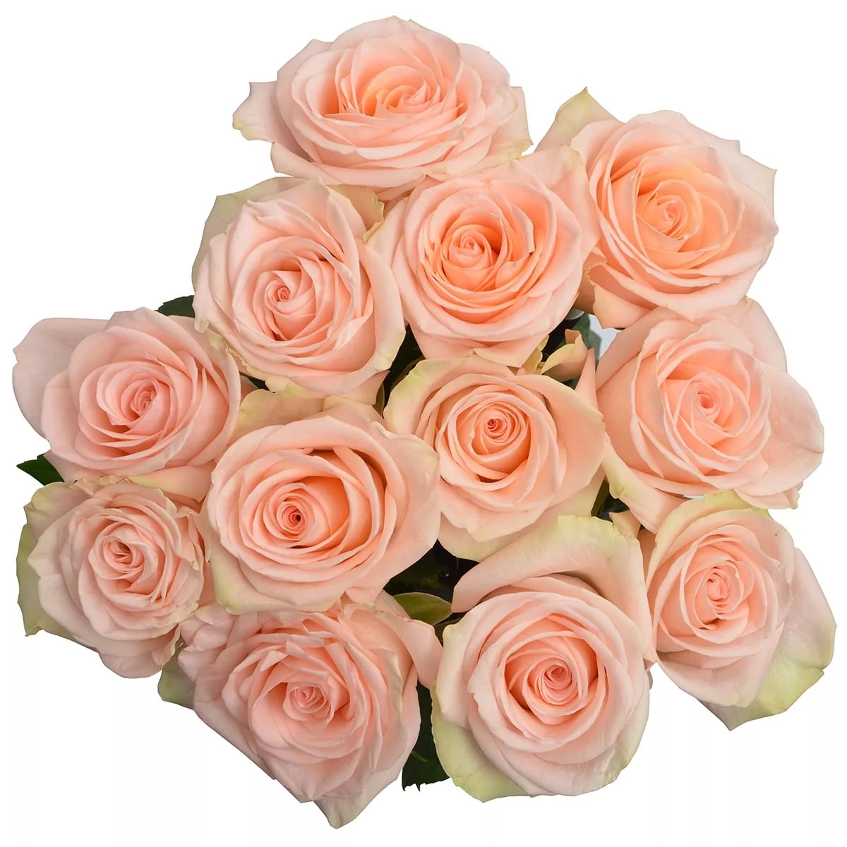 Rose tiffany