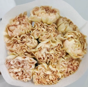 Carnation gray malone