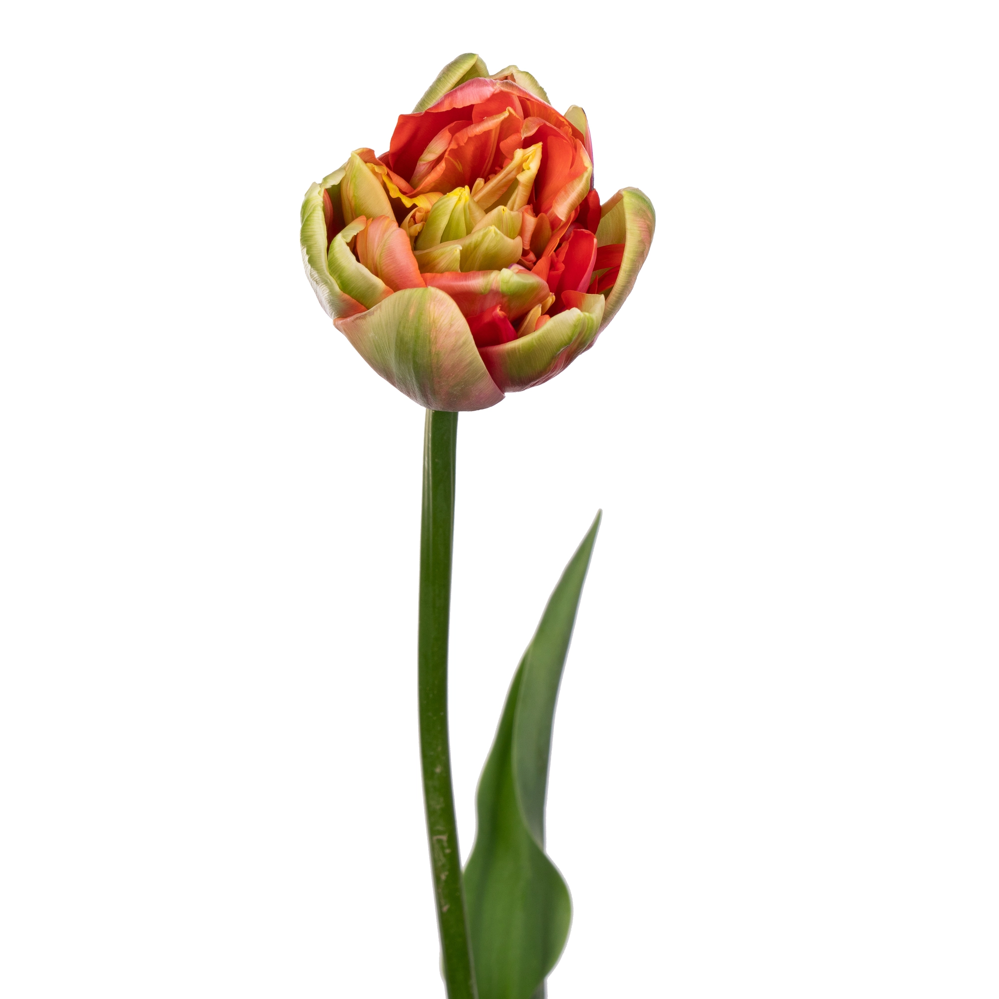 Tulip double renown unique