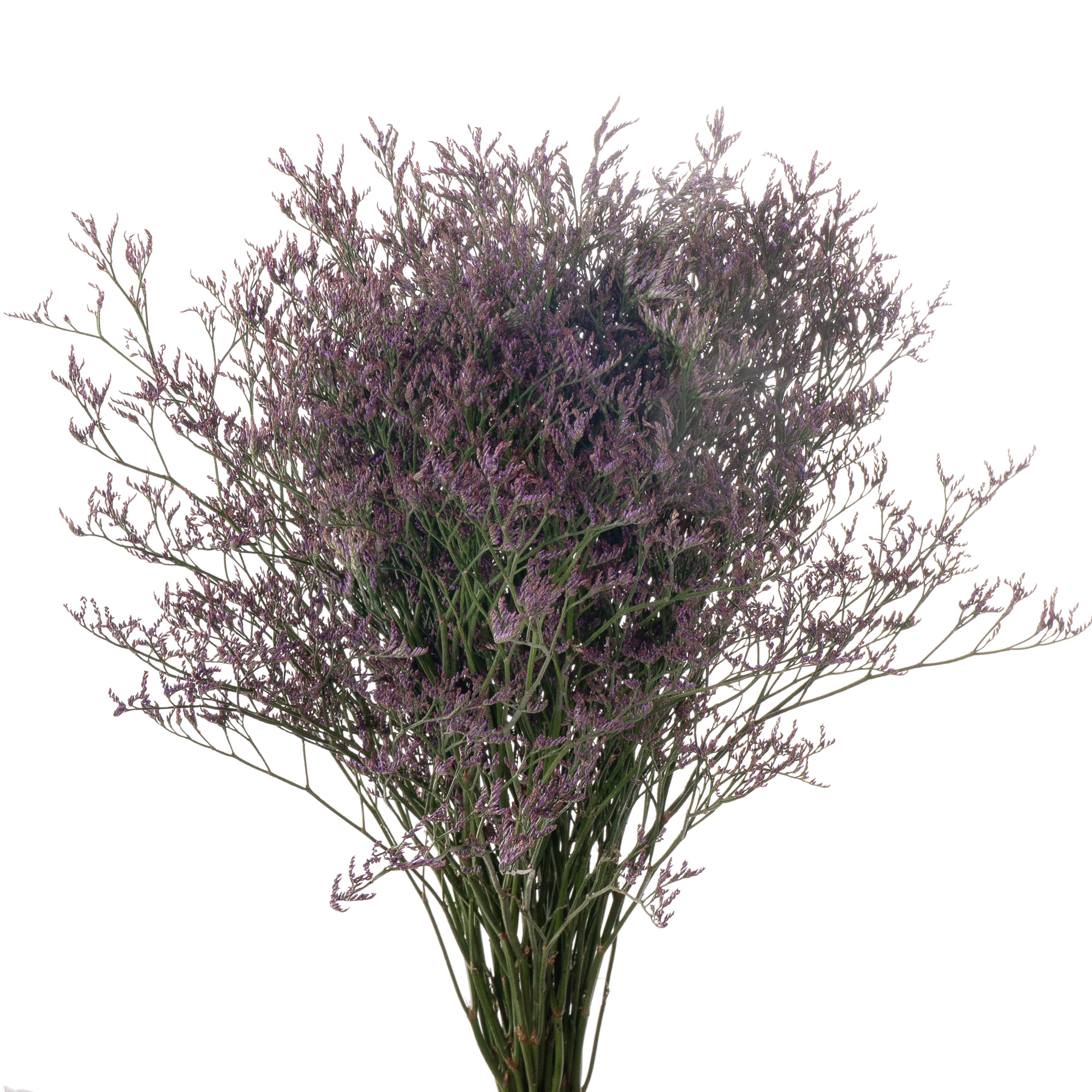 Limonium safora dark blue