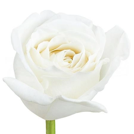 Rose vitality