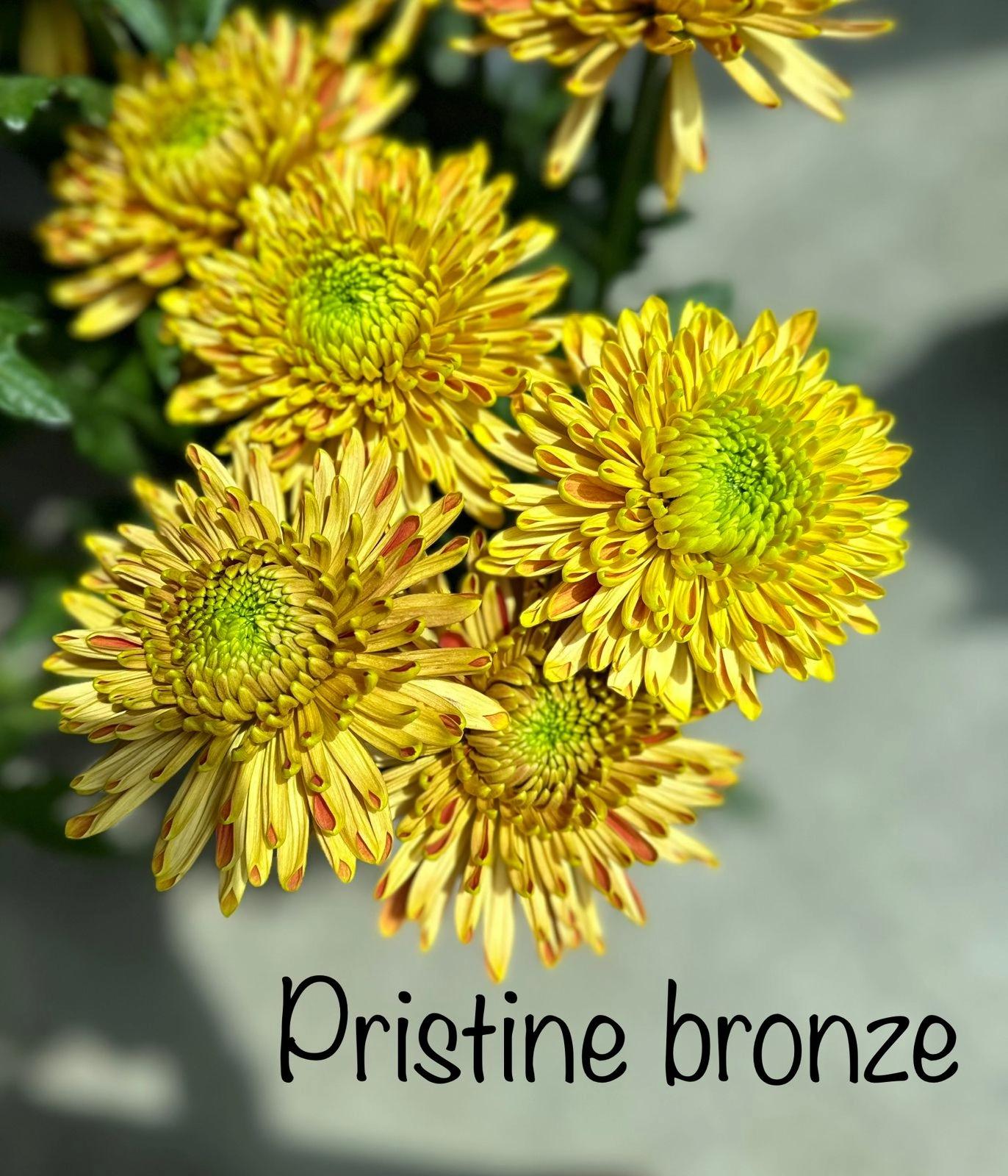 Chrysanthemum pristine bronze