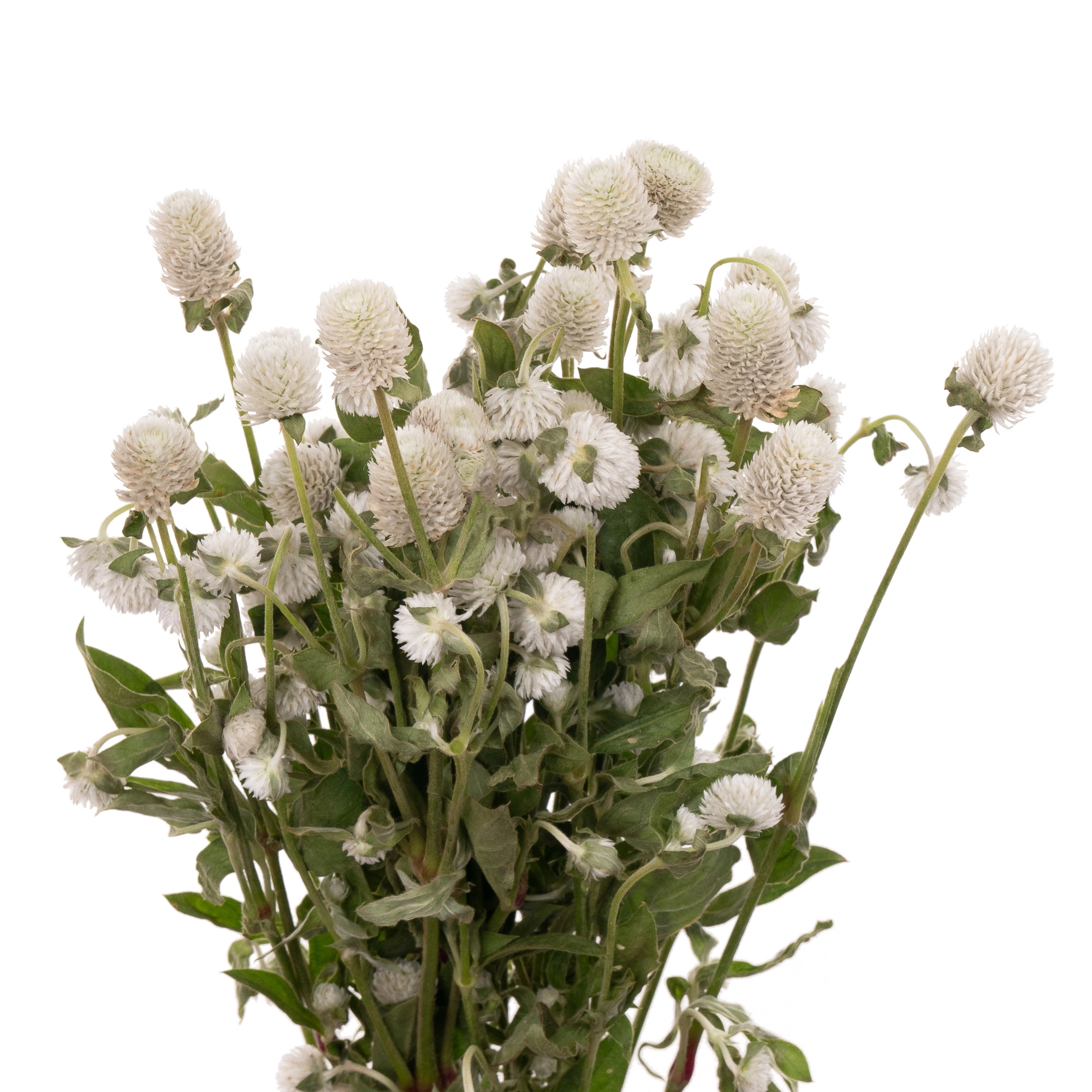 Gomphrena white | Wholesale flowers, plants and supplies Gomphrena white