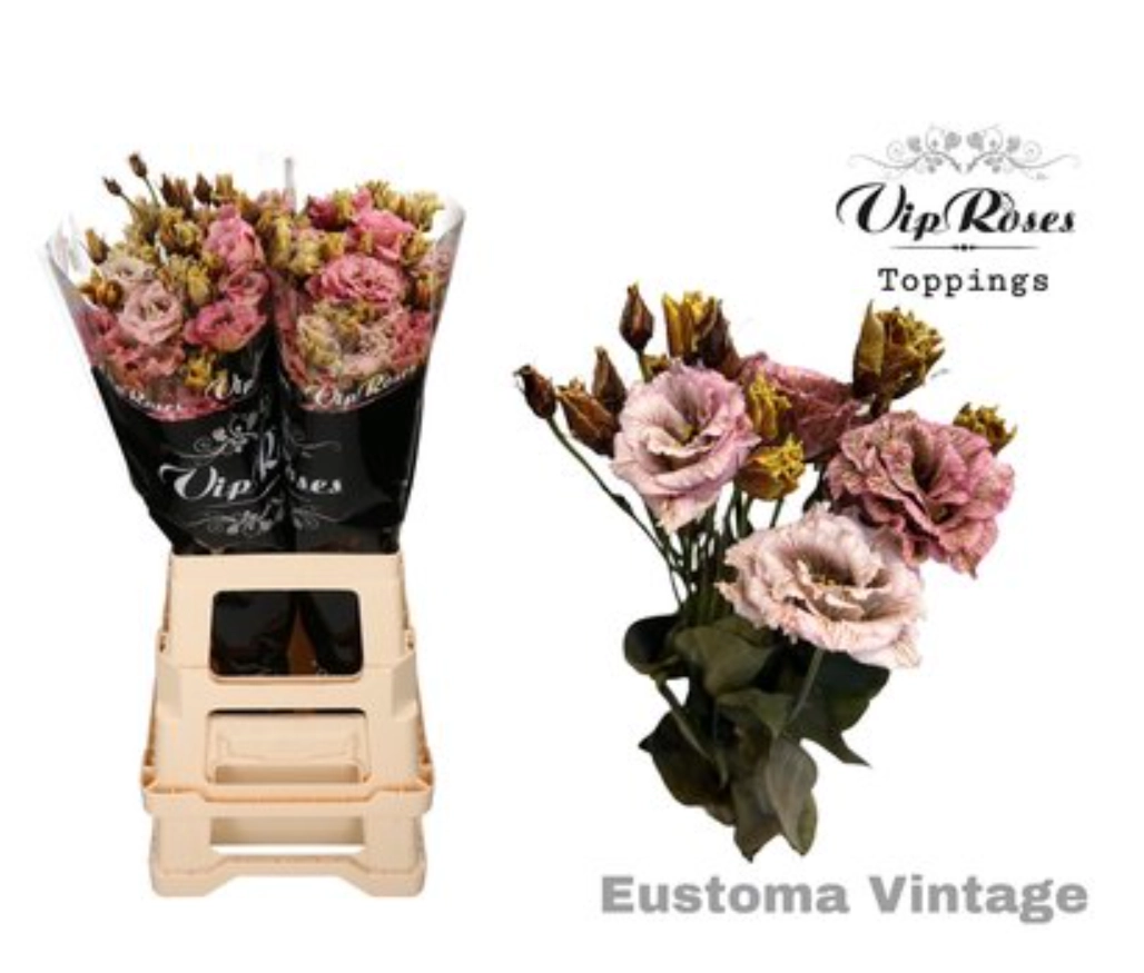 Eustoma double alissa vintage