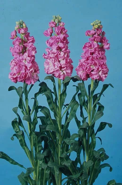 Matthiola iron rose pink