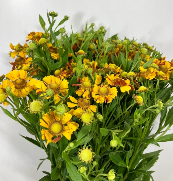 Helenium orange queen | Wholesale flowers, plants and supplies Helenium orange queen
