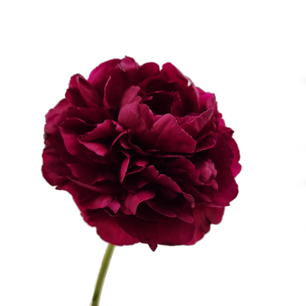 Paeonia ole faithful | Wholesale flowers, plants and supplies Paeonia ole faithful