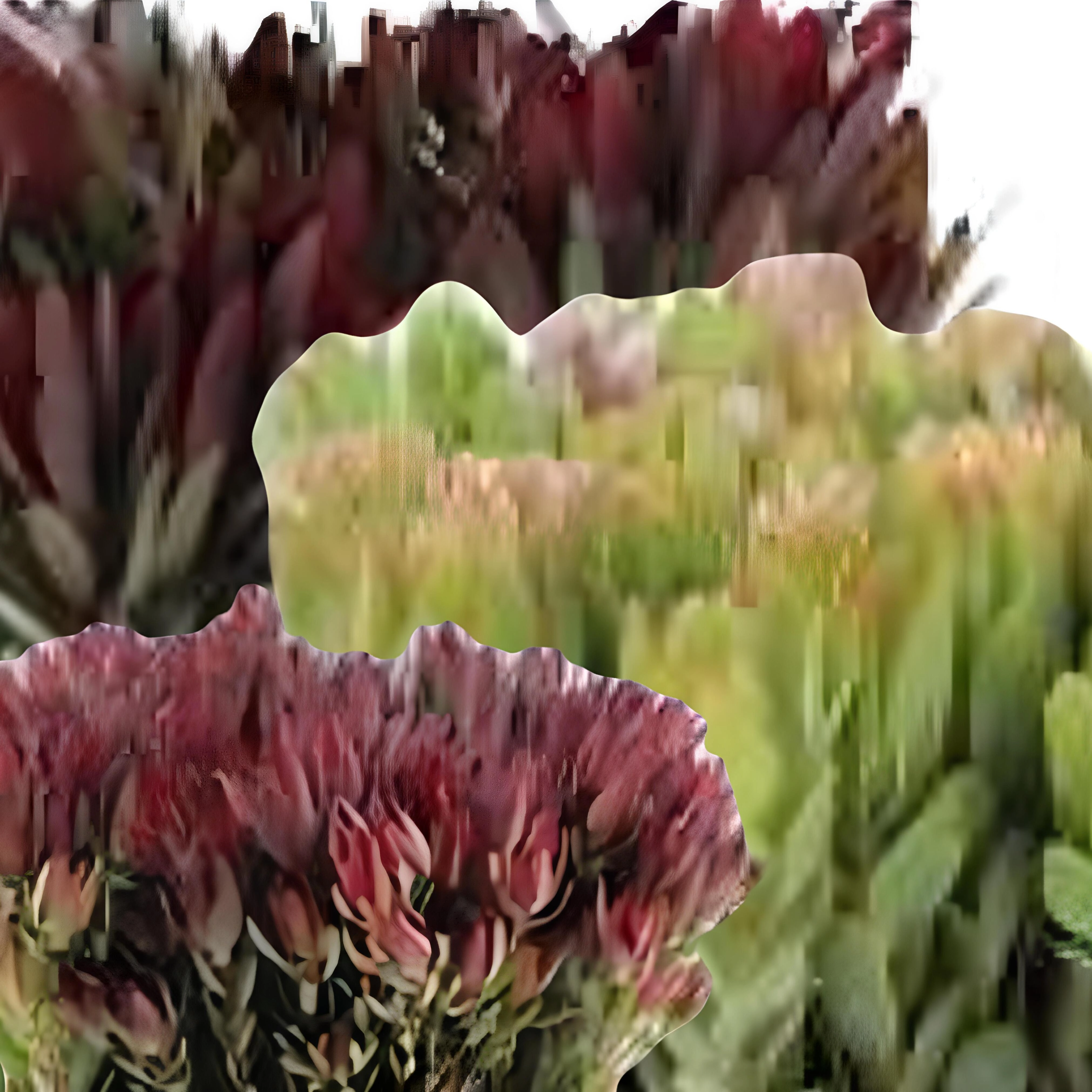 Leucadendron mix